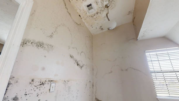 Best Basement Mold Removal  in Cayce, SC