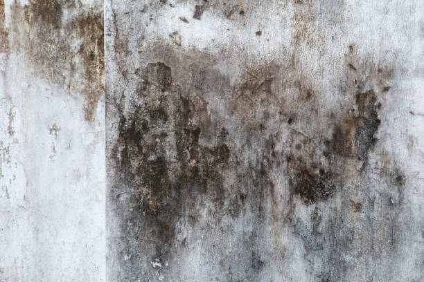 Best Mold Removal for HVAC Installations  in Cayce, SC
