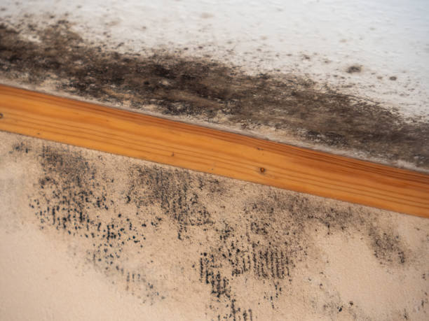 Best Post-Construction Mold Inspection  in Cayce, SC