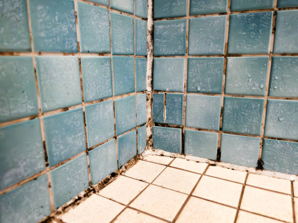 Professional Mold Removal in Cayce, SC