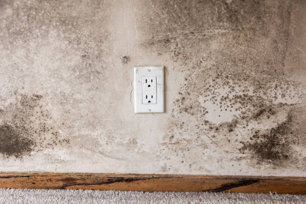 Best Mold Documentation for Insurance Claims  in Cayce, SC