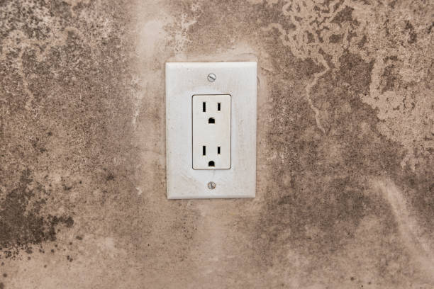 Best Environmental Consulting for Mold Prevention  in Cayce, SC