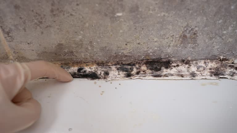 Environmental Consulting for Mold Prevention in Cayce, SC