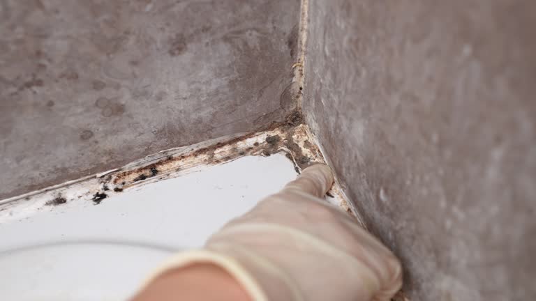 Best Basement Mold Removal  in Cayce, SC