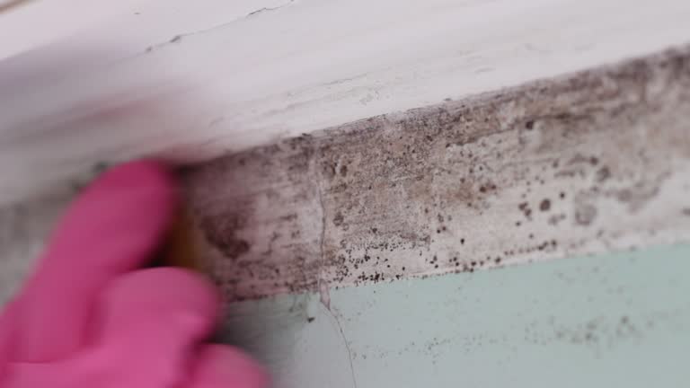 Mold Remediation for Vacation Homes in Cayce, SC